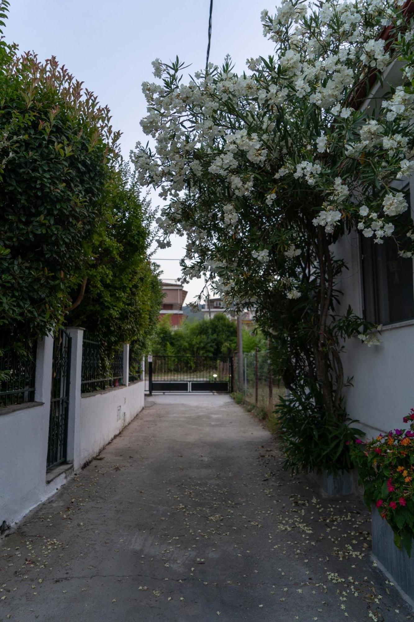 Terrazzo House Villa Platamonas Eksteriør billede